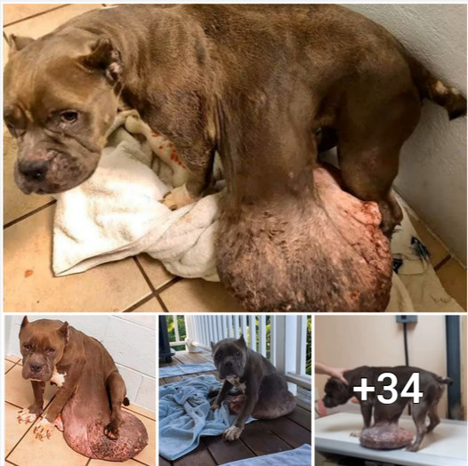 Hopeless Stray: The Heartbreaking Tale of a Dog’s Painful Battle with a Giant Tumor, Left to Suffer Alone